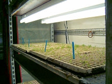 Alpha Plants Seed propogation Unit